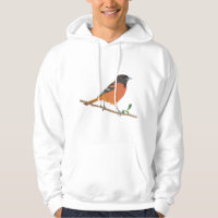 Baltimore Oriole Bird