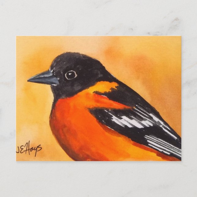 Baltimore Oriole Bird Postcard (Front)