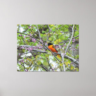 Baltimore Oriole Canvas Print