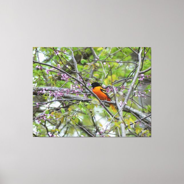 Baltimore Oriole Canvas Print (Front)