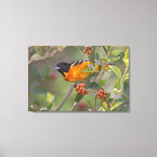Baltimore Oriole Canvas Print