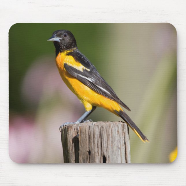 Baltimore Oriole female in flower garden Mouse Pad (Front)