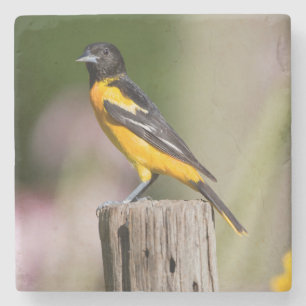Baltimore Oriole female in flower garden Stone Coaster