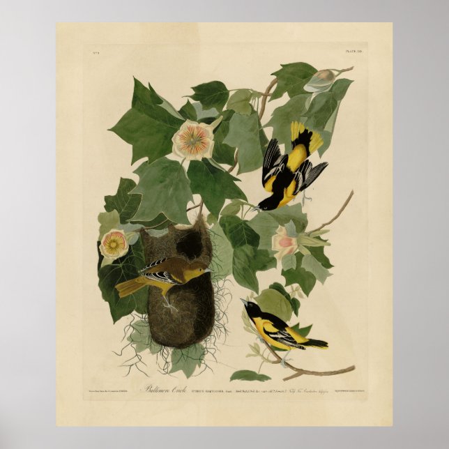 Baltimore Oriole - from Audubon's Birds of America Poster (Front)