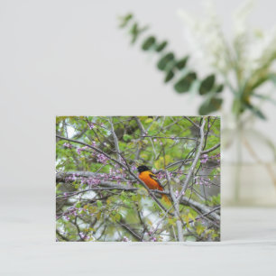 Baltimore Oriole Greeting Card