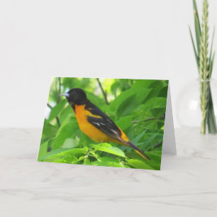 Baltimore Oriole Greeting Card