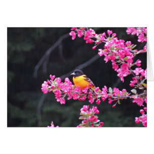 Baltimore Oriole in Crabapple