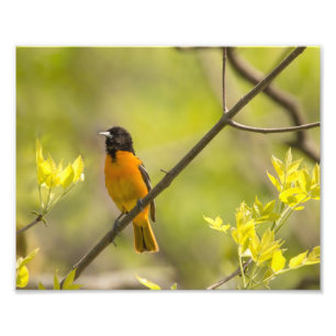Baltimore Oriole in Tree During Spring Photo Print