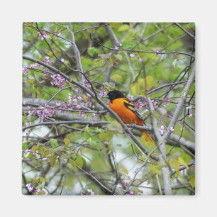 Baltimore Oriole Magnet