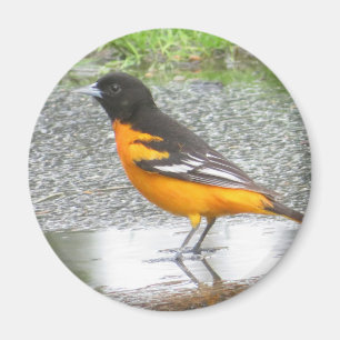 Baltimore Oriole magnet