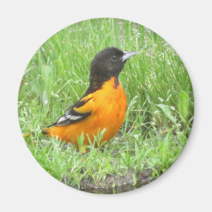 Baltimore Oriole magnet