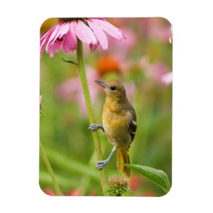 Baltimore Oriole Magnet