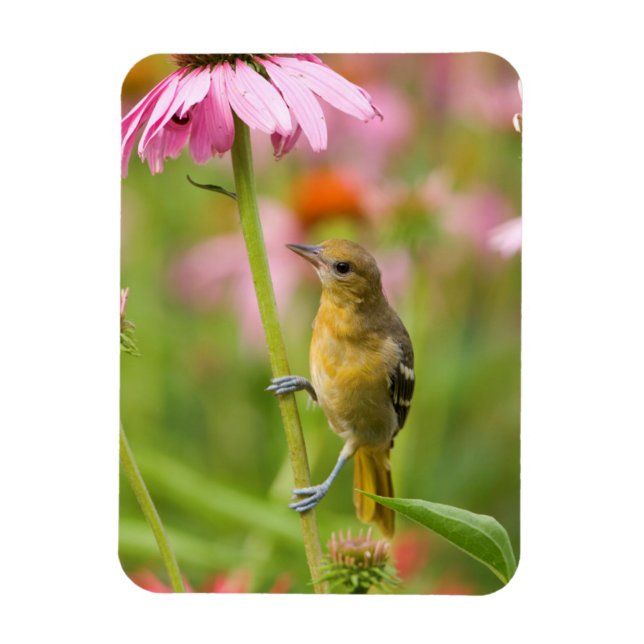 Baltimore Oriole Magnet (Vertical)