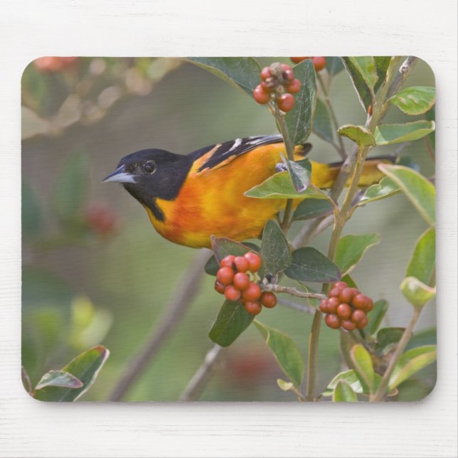 Baltimore Oriole Mouse Pad (Front)