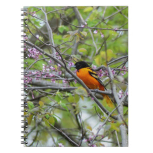 Baltimore Oriole Notebook