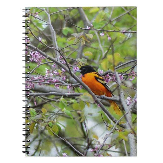 Baltimore Oriole Notebook (Front)