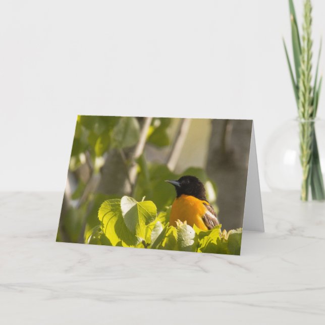 Baltimore Oriole on a Tree Branch Note Card (Front)