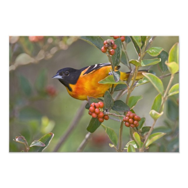 Baltimore Oriole Photo Print (Front)