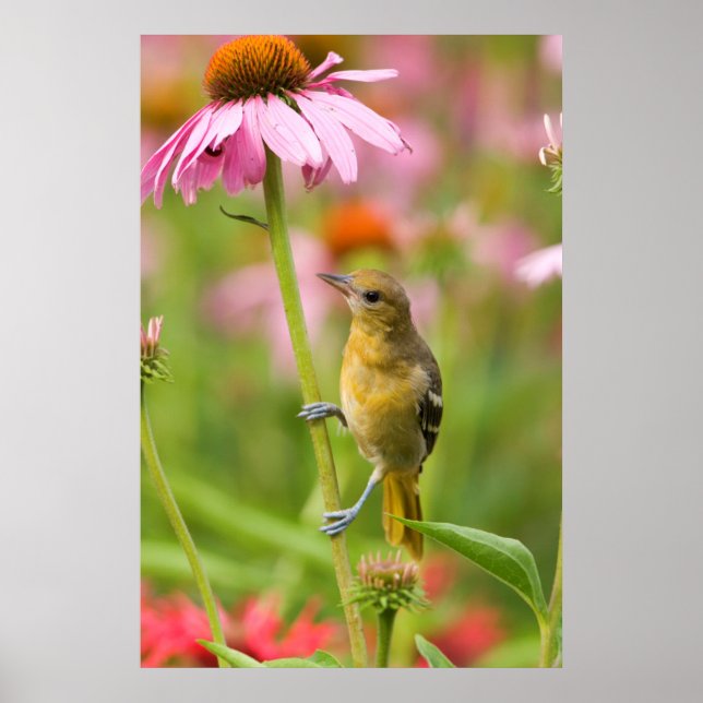 Baltimore Oriole Poster (Front)