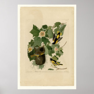 Baltimore Oriole Poster