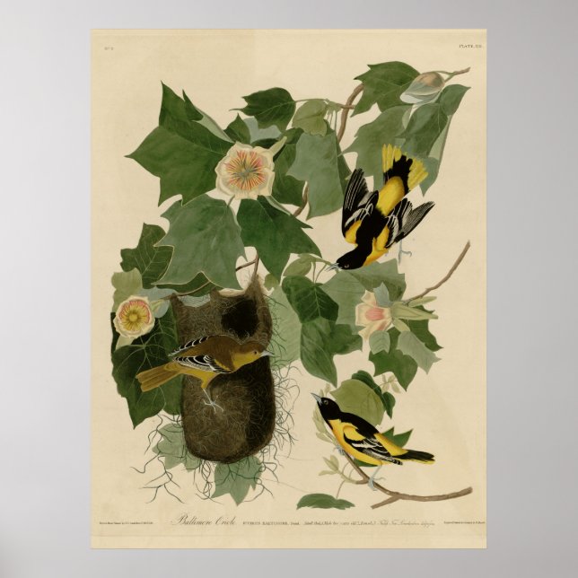 Baltimore Oriole Poster (Front)