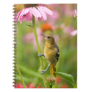 Baltimore Oriole Spiral Notebook