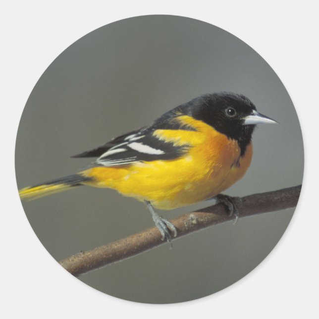 baltimore oriole stickers (Front)