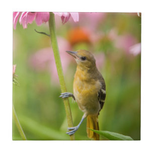 Baltimore Oriole Tile