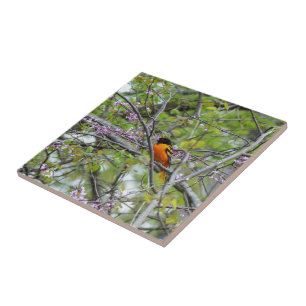 Baltimore Oriole Tile