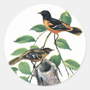 Baltimore Orioles Illustrated Birds Classic Round Sticker