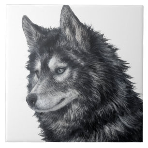 Balto Dog Illustration Tile