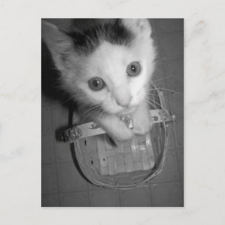 bambam kitty postcard