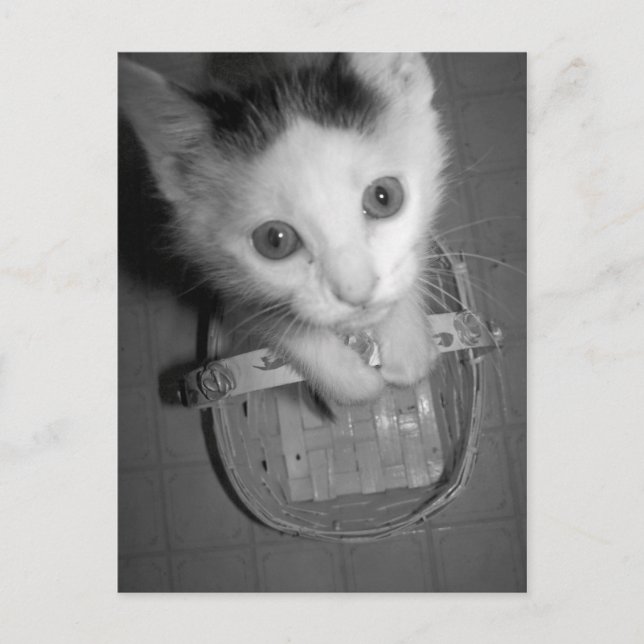 bambam kitty postcard (Front)