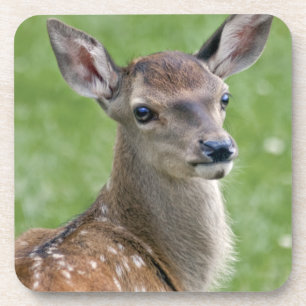 Bambi Set of 6 Coasters