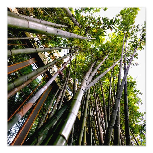Bamboo art photo print (Front)