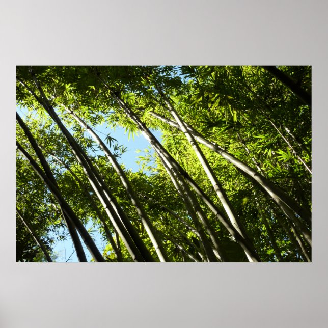 Bamboo Botanical Nature Poster (Front)