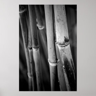 Bamboo Canes in Black and White Poster