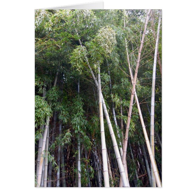 Bamboo Dance (Front)