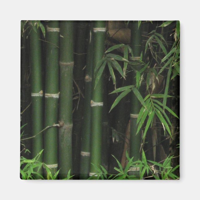 Bamboo ... Fao Rai, Nong Khai, Isaan, Thailand Magnet (Front)