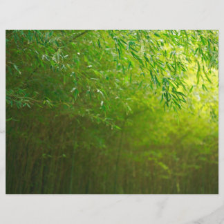 Bamboo forest