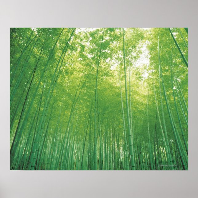 Bamboo Forest 2 Poster (Front)