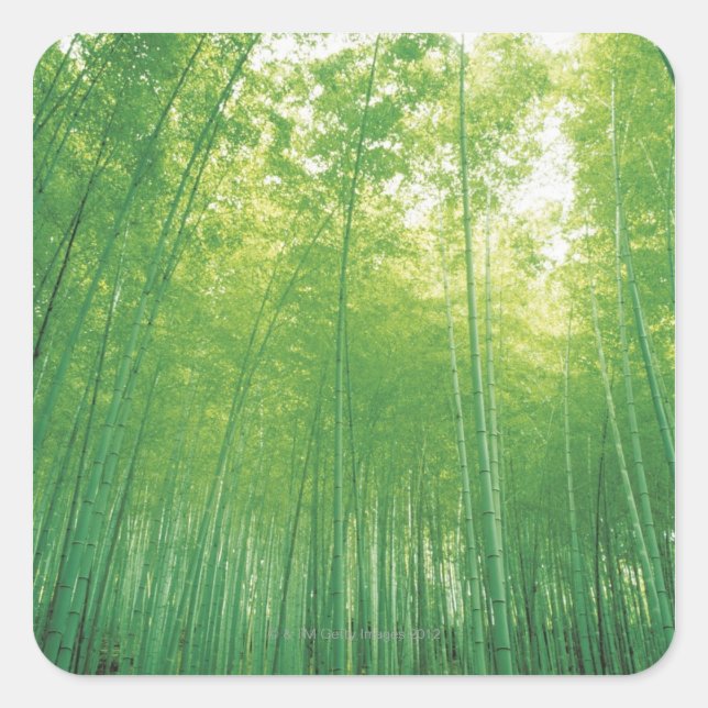 Bamboo Forest 2 Square Sticker (Front)