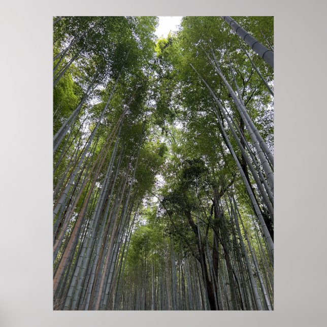 Bamboo Forest - Kyoto Poster (Front)