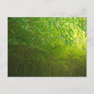 Bamboo forest postcard
