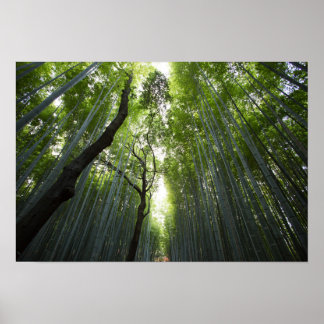 Bamboo Forest Poster