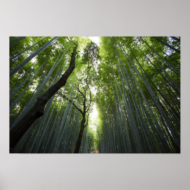 Bamboo Forest Poster (Front)