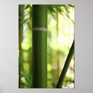 Bamboo Forest (Poster) Poster