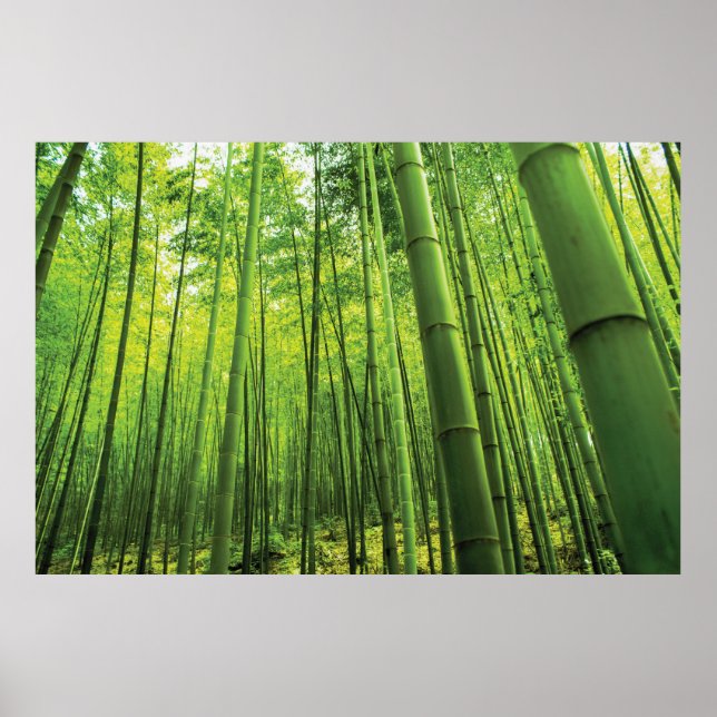 Bamboo Forest Zen Art Poster (Front)