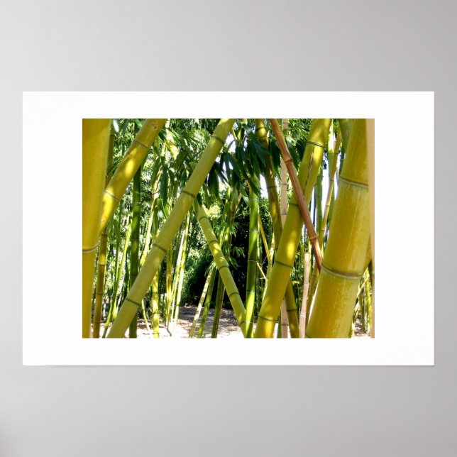 Bamboo Garden Poster (Front)
