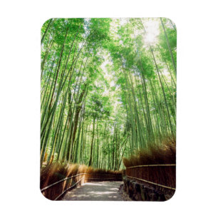 Bamboo Grove Arashiyama, Kyoto, Japan Magnet